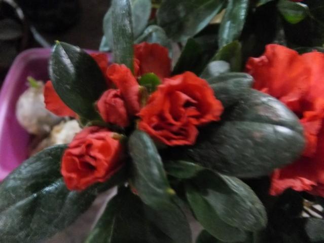 Name:  DSCF9942.jpg
Views: 274
Size:  33.1 KB