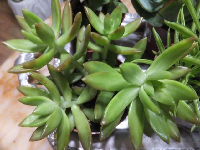 Name:  DSCF0149.jpg
Views: 329
Size:  42.0 KB
