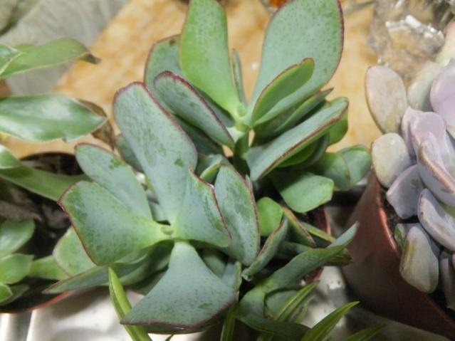 Name:  DSCF0153.jpg
Views: 316
Size:  38.9 KB