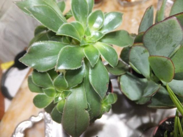 Name:  DSCF0154.jpg
Views: 292
Size:  37.2 KB