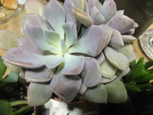 Name:  DSCF0157.jpg
Views: 300
Size:  34.4 KB