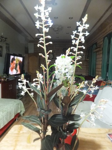Name:  DSCF0161.jpg
Views: 242
Size:  65.9 KB