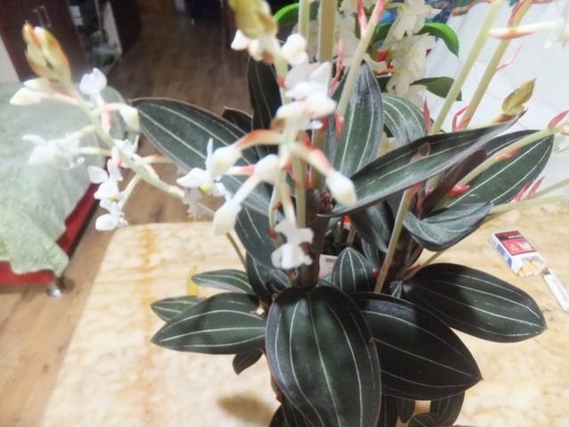 Name:  DSCF0162.jpg
Views: 276
Size:  44.5 KB