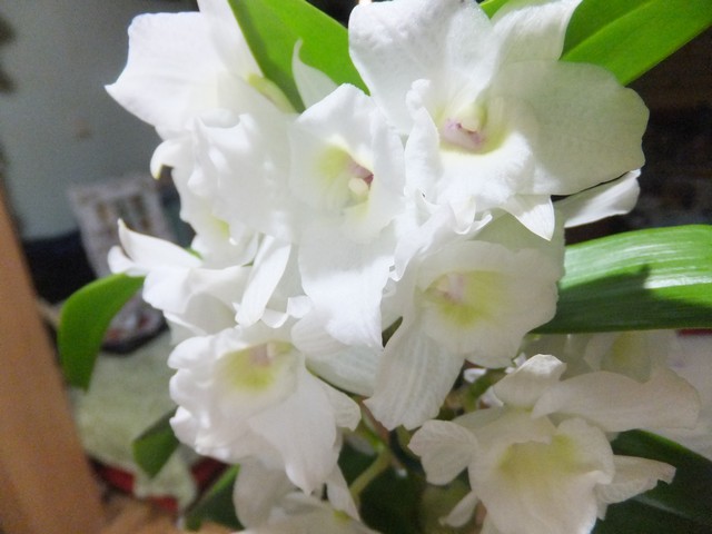 Name:  DSCF0165.jpg
Views: 282
Size:  64.6 KB