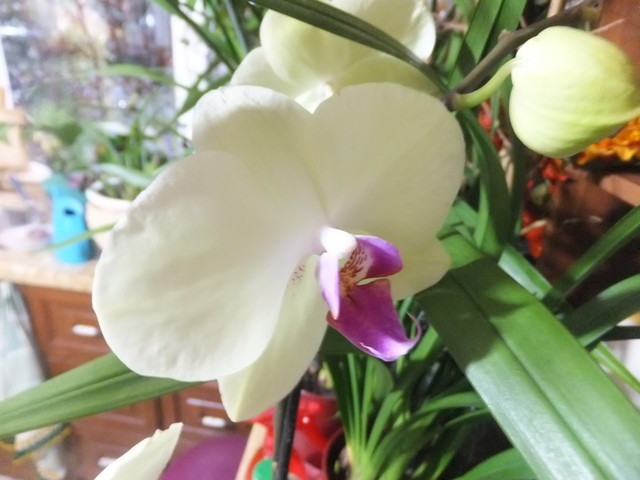 Name:  DSCF0168.jpg
Views: 305
Size:  69.1 KB