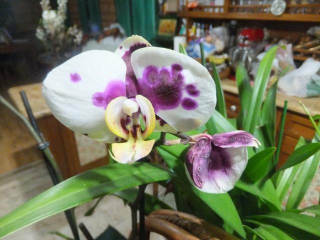 Name:  DSCF0169.jpg
Views: 288
Size:  43.0 KB