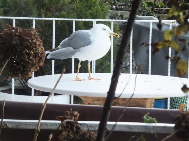 Name:  DSCF0182.jpg
Views: 303
Size:  45.2 KB