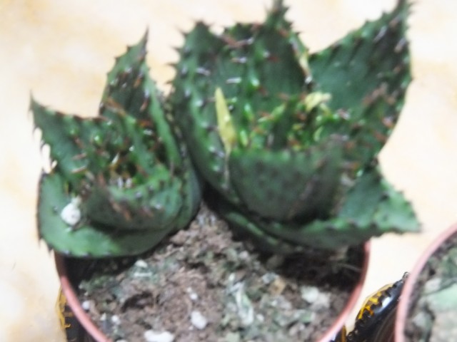 Name:  DSCF0221.jpg
Views: 383
Size:  63.2 KB