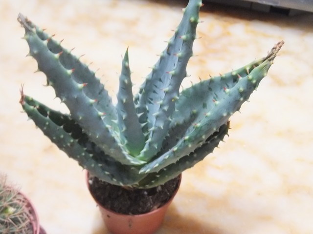 Name:  DSCF0225.jpg
Views: 353
Size:  60.0 KB