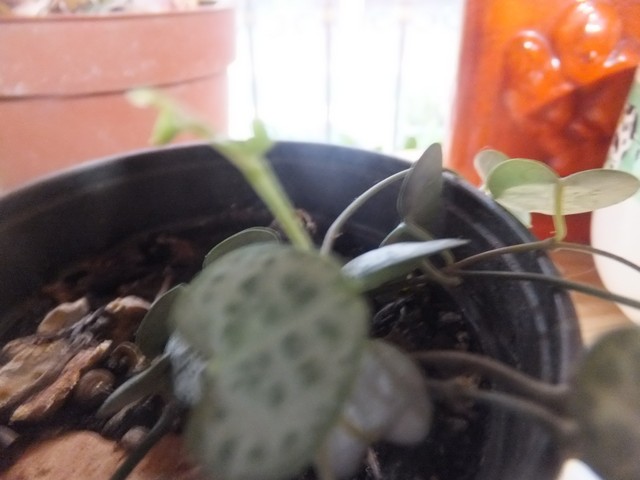 Name:  DSCF0234.jpg
Views: 760
Size:  60.2 KB