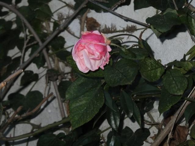 Name:  DSCF0243.jpg
Views: 660
Size:  41.2 KB