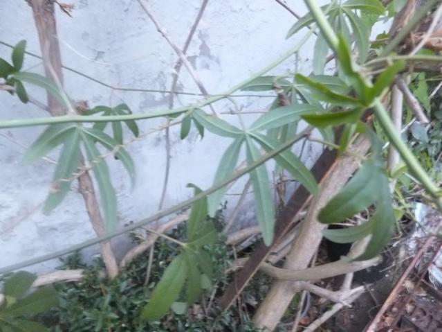 Name:  DSCF0255.jpg
Views: 605
Size:  44.6 KB