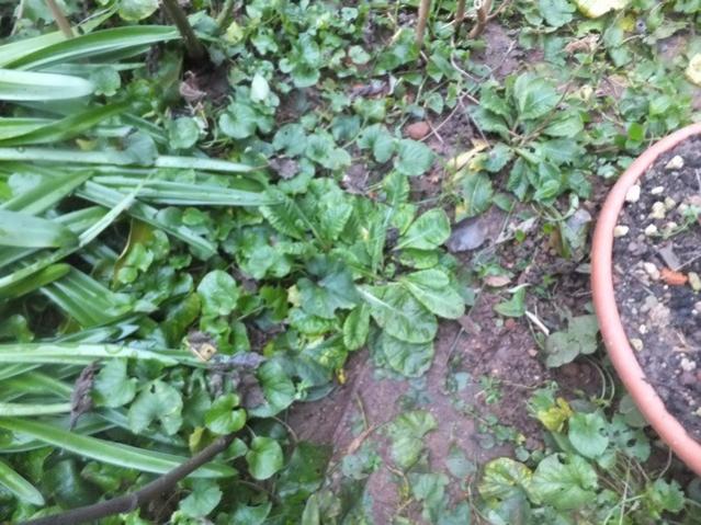 Name:  DSCF0259.jpg
Views: 628
Size:  67.7 KB