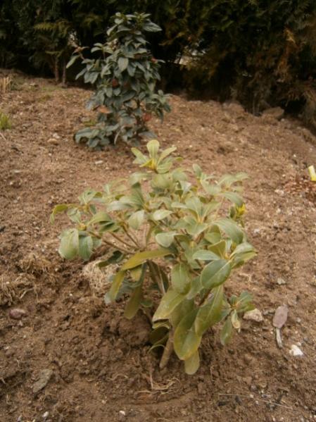 Name:  kartopu.jpg
Views: 922
Size:  54.5 KB