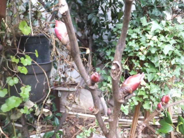 Name:  DSCF0282.jpg
Views: 483
Size:  69.0 KB