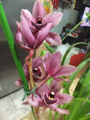 Name:  DSCF0284.jpg
Views: 521
Size:  55.3 KB