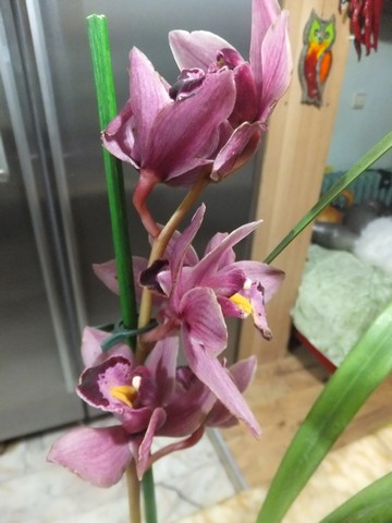 Name:  DSCF0285.jpg
Views: 509
Size:  52.9 KB