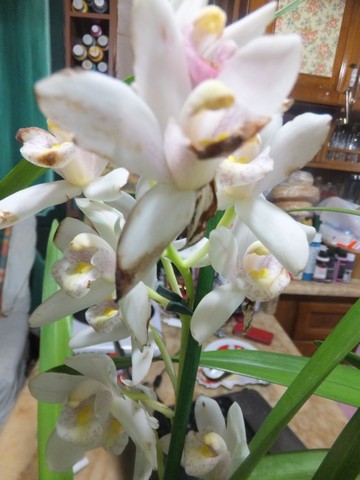 Name:  DSCF0286.jpg
Views: 515
Size:  57.3 KB