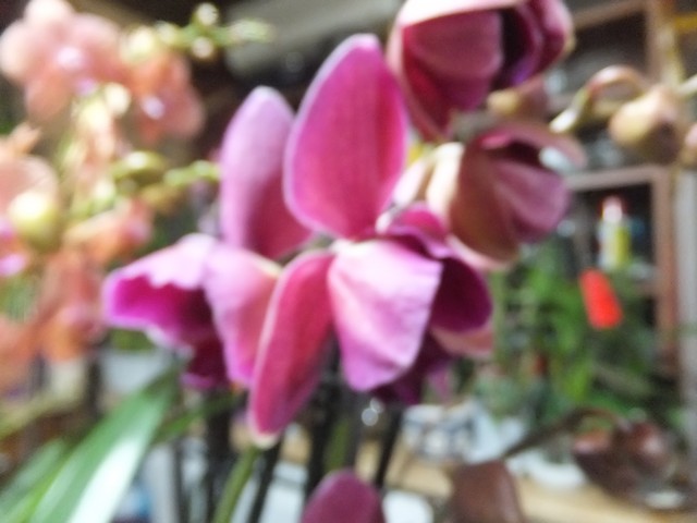 Name:  DSCF0294.jpg
Views: 487
Size:  64.0 KB