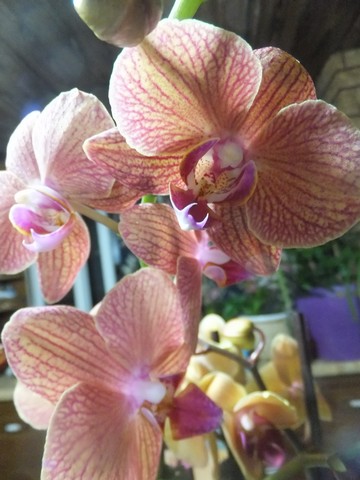 Name:  DSCF0297.jpg
Views: 511
Size:  59.9 KB