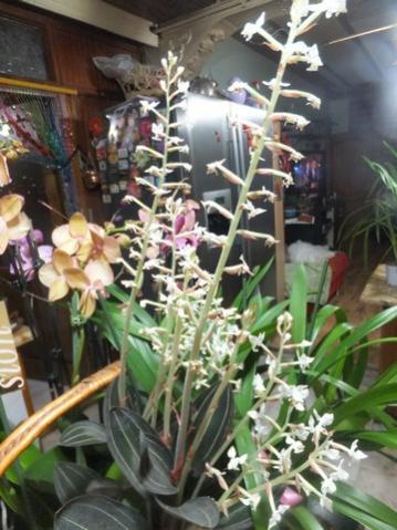 Name:  DSCF0302.jpg
Views: 492
Size:  37.4 KB