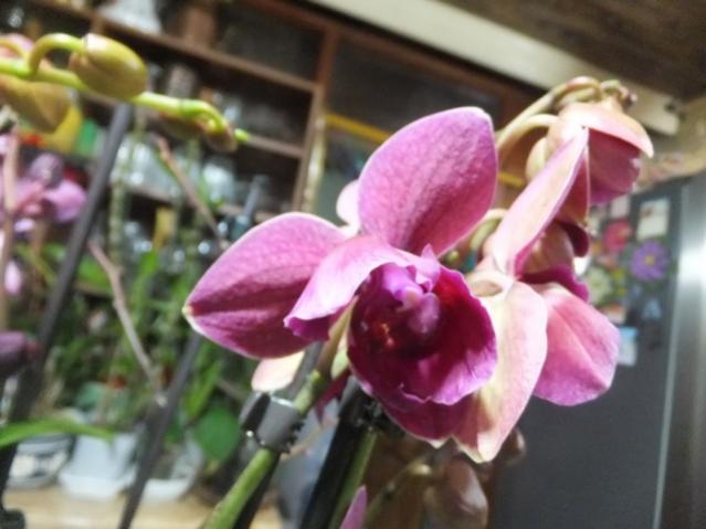 Name:  DSCF0303.jpg
Views: 459
Size:  38.1 KB
