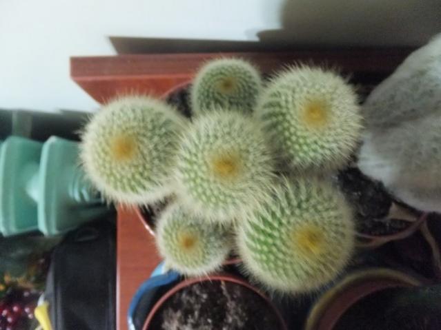 Name:  DSCF0305.jpg
Views: 461
Size:  32.7 KB