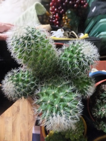 Name:  DSCF0306.jpg
Views: 512
Size:  65.0 KB