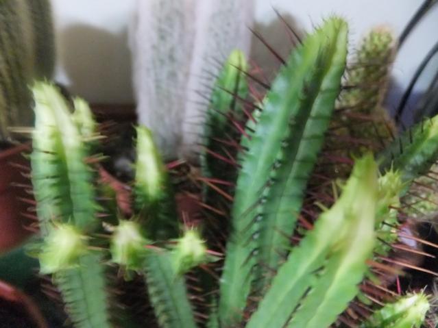 Name:  DSCF0309.jpg
Views: 467
Size:  36.9 KB