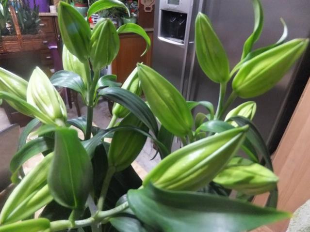 Name:  DSCF0314.jpg
Views: 461
Size:  43.4 KB