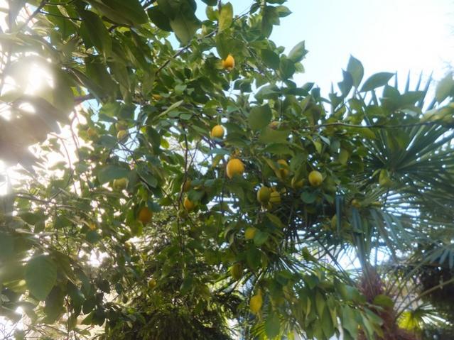 Name:  DSCF0327.jpg
Views: 474
Size:  64.8 KB