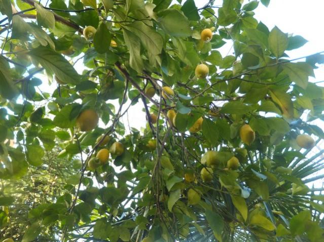 Name:  DSCF0328.jpg
Views: 450
Size:  64.1 KB