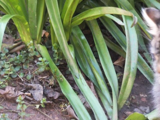 Name:  DSCF0331.jpg
Views: 498
Size:  51.6 KB