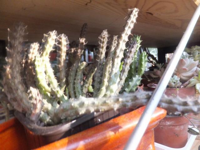 Name:  DSCF0344.jpg
Views: 614
Size:  45.2 KB