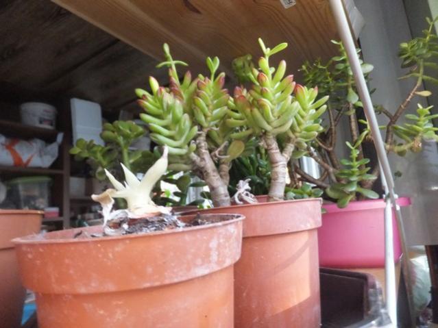 Name:  DSCF0345.jpg
Views: 583
Size:  43.0 KB
