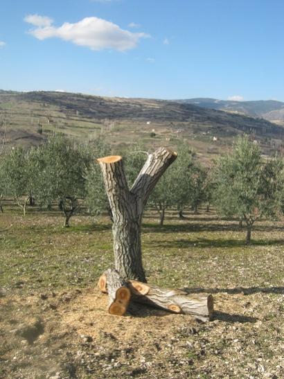 Name:  alanacak ceviz.jpg
Views: 1318
Size:  49.1 KB