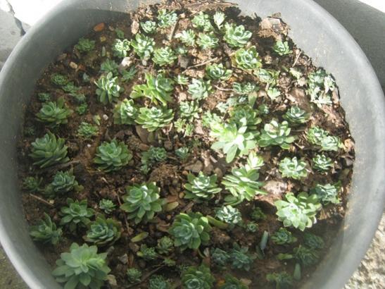 Name:  sedum palmeri.jpg
Views: 1507
Size:  52.1 KB