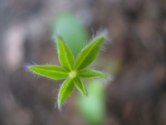 Name:  lupin.jpg
Views: 1006
Size:  52.8 KB