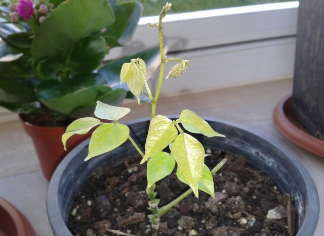 Name:  20130225_083519-1.jpg
Views: 497
Size:  68.5 KB