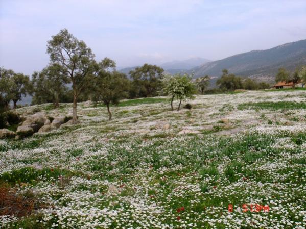 Name:  D2.jpg
Views: 826
Size:  62.0 KB