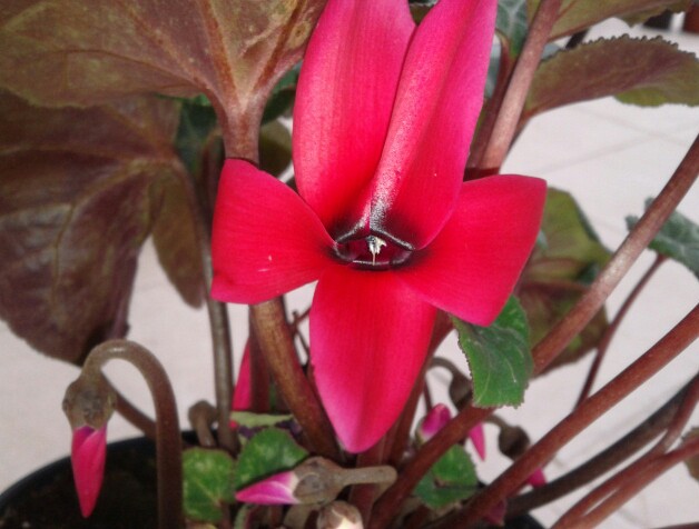 Name:  20130226_094112-1.jpg
Views: 586
Size:  66.0 KB