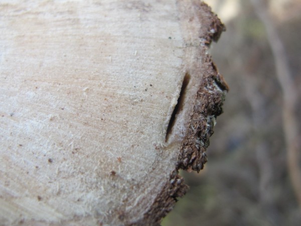Name:  IMG_0846 (600 x 450).jpg
Views: 1048
Size:  53.3 KB