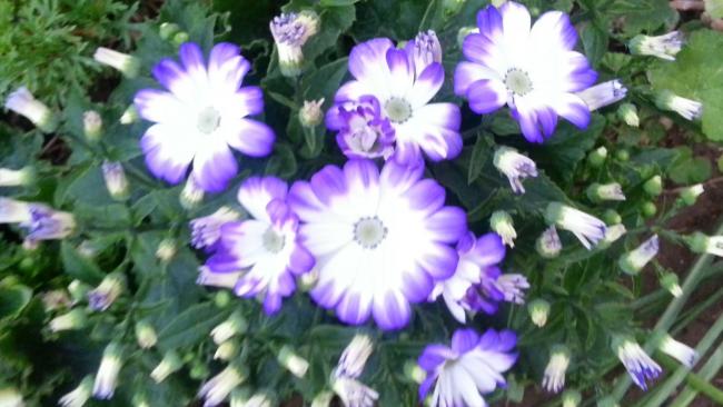 Name:  20130226_175630_4048.jpg
Views: 686
Size:  43.6 KB