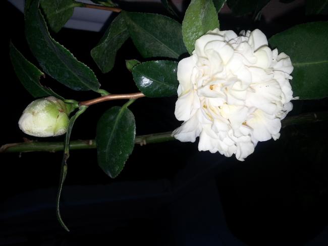 Name:  20130226_180558.jpg
Views: 683
Size:  27.8 KB