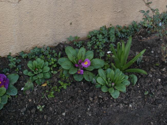 Name:  P3010108a.jpg
Views: 838
Size:  62.5 KB