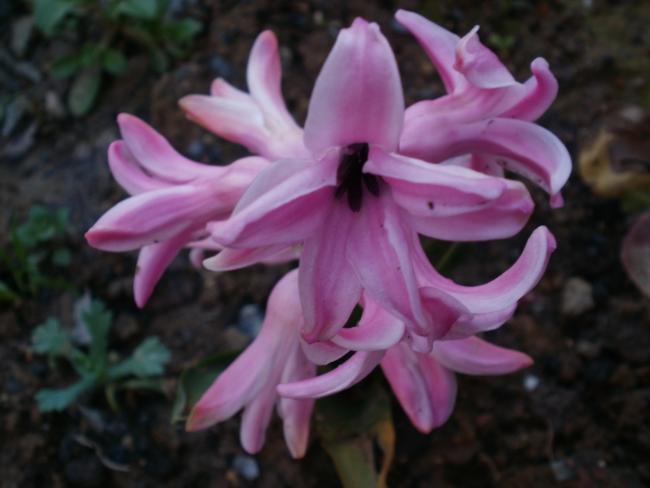 Name:  P3010145a.jpg
Views: 819
Size:  32.0 KB