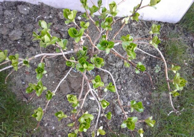 Name:  20130301_155637-1.jpg
Views: 526
Size:  70.9 KB