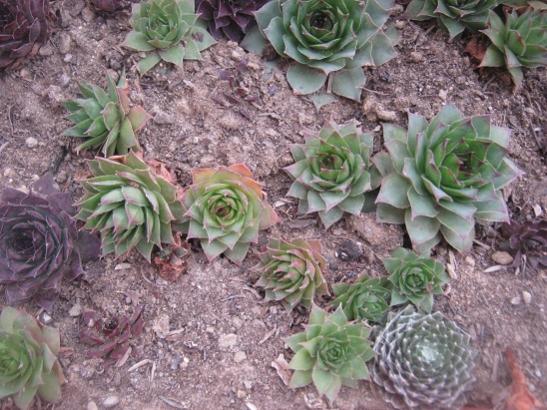 Name:  saksdaki sempervivumlar.jpg
Views: 870
Size:  56.6 KB