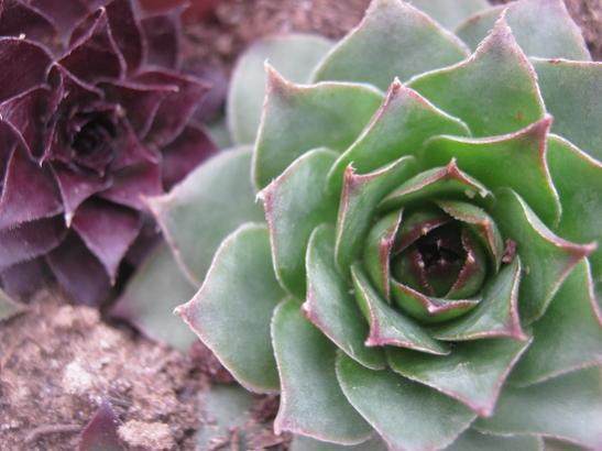Name:  sempervivum.jpg
Views: 874
Size:  34.1 KB