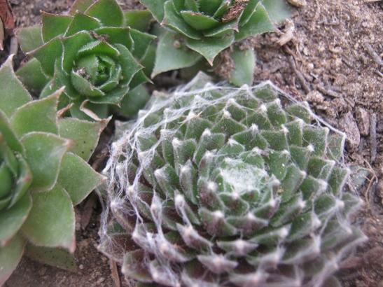 Name:  pamuklu sempervivum.jpg
Views: 879
Size:  47.7 KB